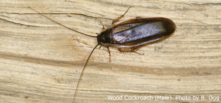 wood roach